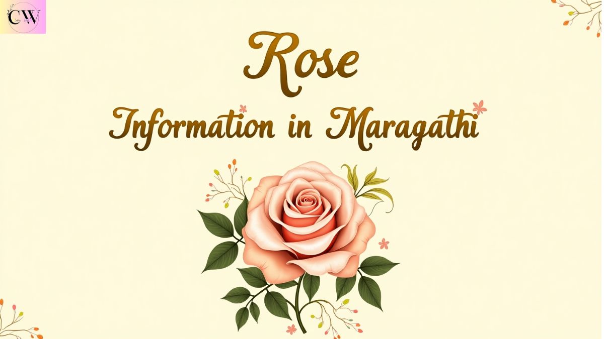 rose_information_in_marathi_गुलाब_फुलाची_माहिती_मराठी